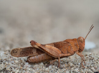 Zu sehen ist eine detailreiche Nahaufnahme einer blaufl&uuml;geligen &Ouml;dlandschrecke (Oedipoda caerulescens), die auf sandigem Untergrund sitzt.