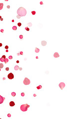 realistic red and pink rose petals isolated on transparent background,png romantic flower valentine love and marriage vertical social media design element	