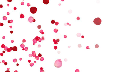 realistic red and pink rose petals isolated on transparent background,png romantic flower valentine love and marriage social media design element	