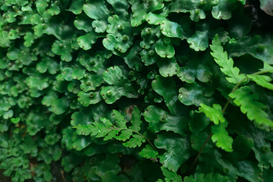 Lush Green Liverwort and Ferns Texture on a Damp Wall