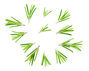 rosemary isolated on a white background, macro shot. aromatic rosemary isolated.