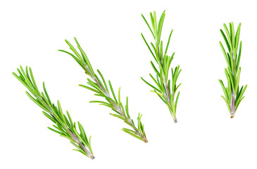 rosemary isolated on a white background, macro shot. aromatic rosemary isolated.