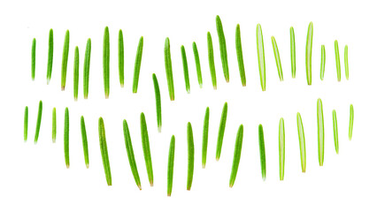 rosemary isolated on a white background, macro shot. aromatic rosemary isolated.