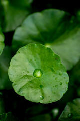 Centella asiatica , Asiatic pennywort, gotu kola is commonly used for traditional medicine