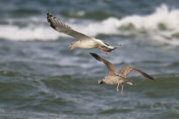 Silbermöwen im Streit an der Ostsee , Jungvogel und Altvogel	
