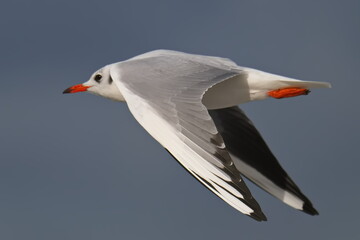 Lachmöwe im Flug im Herbst an der Ostsee	