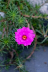 Close-up of colorful portulaca grandiflora or moss rose