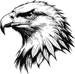 Eagle head profile line illustration, sharp beak and detailed feathers with thin black lines, isolated vector on white 2
