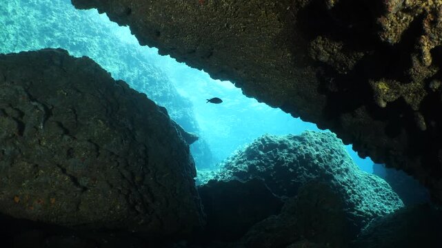  pempheris fish in a cave underwater cave diving