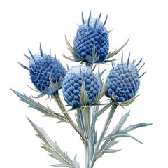 Eryngium Flower, watercolor clipart vector, isolated on a white background.