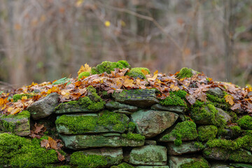 Moss covered stone wall with autumn leaves and forest background.