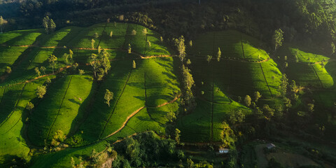 Aerial View Of Lush Green Tea Plantations In Nuwara Eliya Sri Lanka