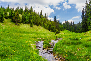 A picturesque forest stream in the Parang Mountains. Southern Carpathians, Romania