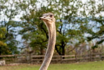 Domestic emu ostrich walking around spacious stable on farm, pets graze outside