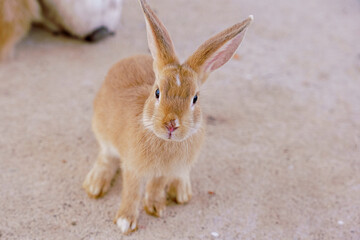 cute domestic rabbits sitting together on the ground