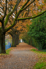 Naklejka premium Autumn avenue in Offenbach am Main scenery with road of fall leaves. Vivid october day in colorful forest, maple autumn trees road fall way