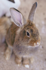 cute domestic rabbits sitting together on the ground
