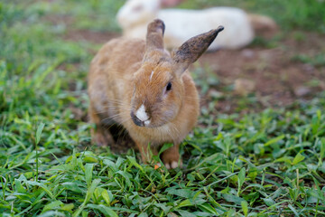 cute domestic rabbits sitting together on the ground