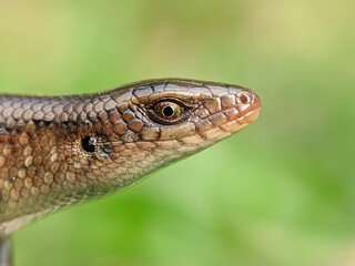 Close Up Portrait of a Brown Lizard Head With Scaly Texture and Green Background