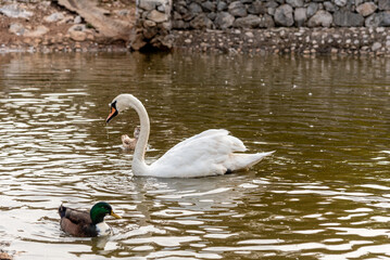 Ducks and white swan swim in pond lake, farm aquatic birds animals walk outdoor