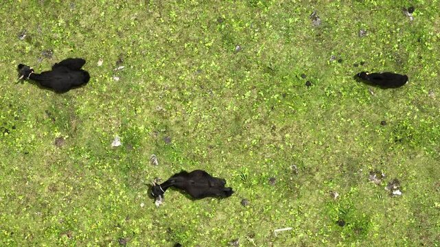 Aerial view of cows grazing on a vibrant green field, their dark forms creating a striking contrast, Lijiang, Yunnan, China.