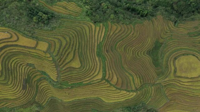 Aerial view of the rice terraces, showcasing a pattern of textures and tones with contrasting colors, Guilin, Guangxi, China.
