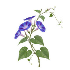 Delicate purple morning glory flowers and green leaves on a vine isolated on transparent background