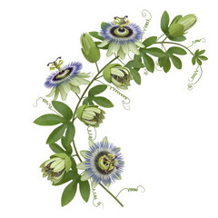 Beautiful purple and white passion flower vine with green leaves isolated on transparent background