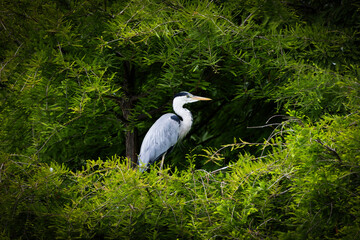 great white heron