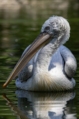 great white pelican