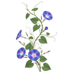 Delicate blue morning glory flowers with green leaves on a vine isolated on transparent background