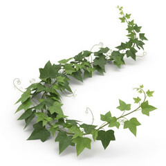 A winding green ivy vine with many leaves gracefully curving across a white background isolated on transparent background