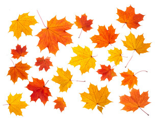 Fototapeta premium Autumn maple leaves isolated on transparent background.