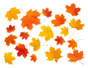 Autumn maple leaves isolated on transparent background.