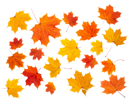 Autumn maple leaves isolated on transparent background.