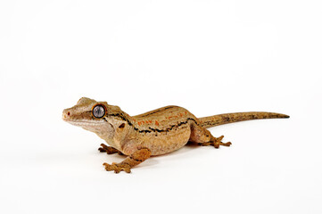 juvenile Gargoyle gecko // junger Höckerkopfgecko (Rhacodactylus auriculatus) - New Caledonia