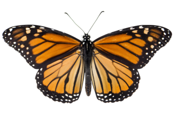 Monarch butterfly spreading wings displaying orange and black pattern in transparent space