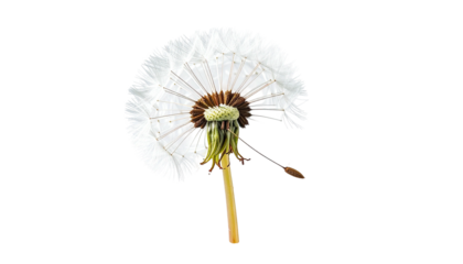 Close-up of a dandelion seed head, isolated against a black background