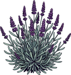 Blooming Lavender Plant Fresh Fragrant Herb