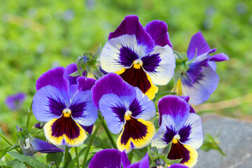 Pansy is a perennial plant from the Violet family.