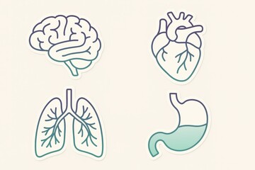 Anatomical Illustrations of Brain, Heart, Lungs, and Stomach Representing Internal Organs and Their Functions in a Clean Graphic Style Emphasizing Health and Wellness