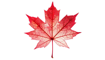 A vibrant red, five-pointed, textured leaf, against a solid black backdrop