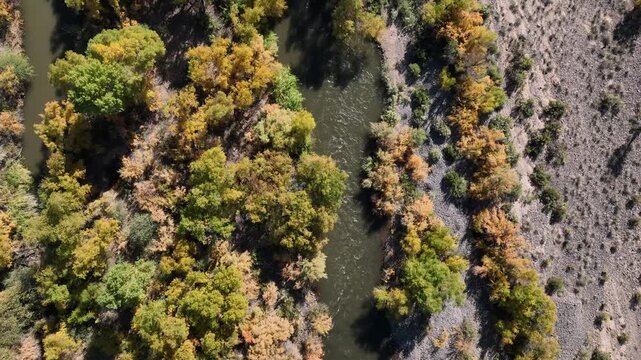 Aerial view of a winding Verde river flanked by vibrant trees in autumn colors against a dry, arid landscape, Rio Verde, Arizona, United States.