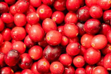 a vibrant close-up image of fresh red cranberries showcasing their natural texture and rich color. Perfect for illustrating organic food, autumn harvest, healthy nutrition, and seasonal themes.