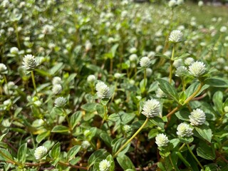 Close-up of wild gomphrena flowers blooming among grass under soft daylight, highlighting natural textures and calm rural beauty.