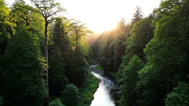 Observe the majestic serpentine journey of a wild, untouched river as it carves its path through a dense, primeval forest canopy, showcasing natural patterns.