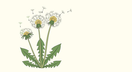 Fototapeta premium A delicate botanical illustration of three dandelion flowers with their fluffy seeds being carried away by a gentle spring wind.