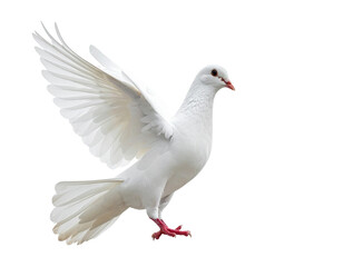Naklejka premium White dove flying isolated on transparent background.