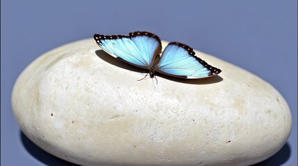 Blue Butterfly Resting on Smooth Stone