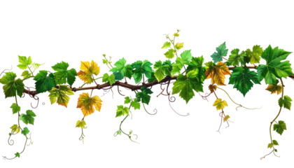 Lush vine with varying shades of green, yellow, and brown leaves, arranged horizontally